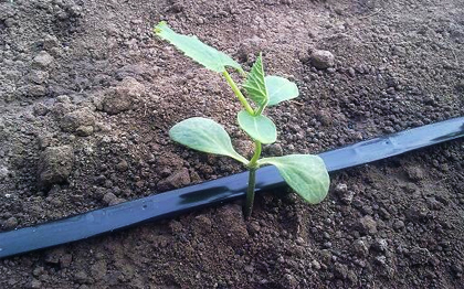 Grafting Tape
