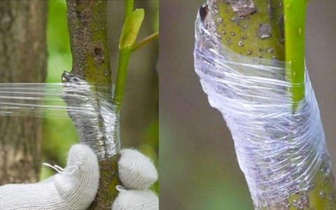 Grafting Tape
